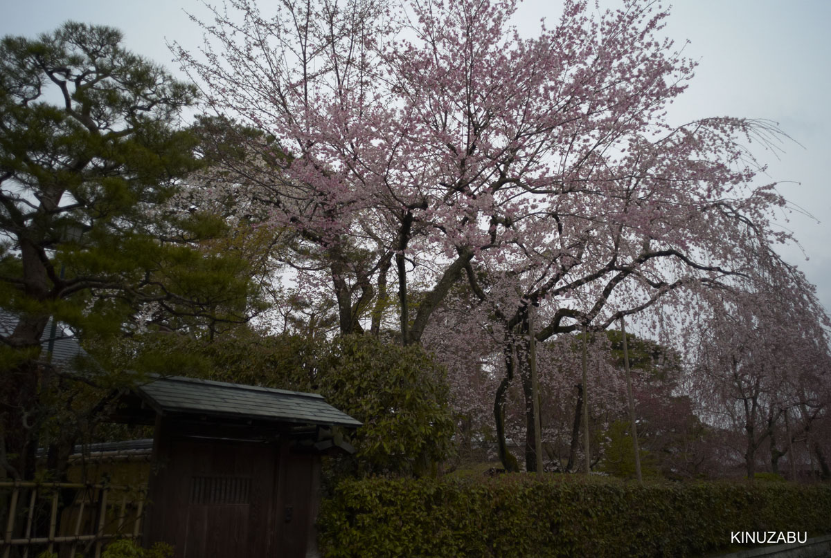 2009年京都インクライン-南禅寺-黒谷の桜