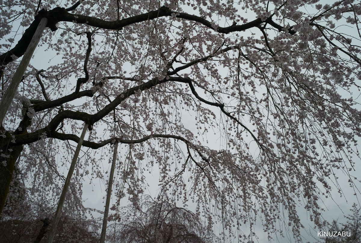 2009年京都インクライン-南禅寺-黒谷の桜