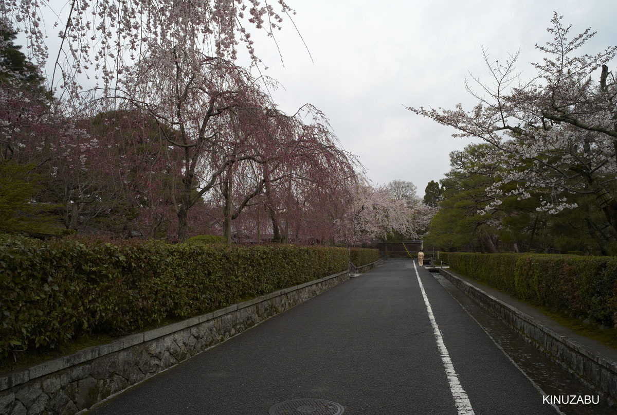 2009年京都インクライン-南禅寺-黒谷の桜