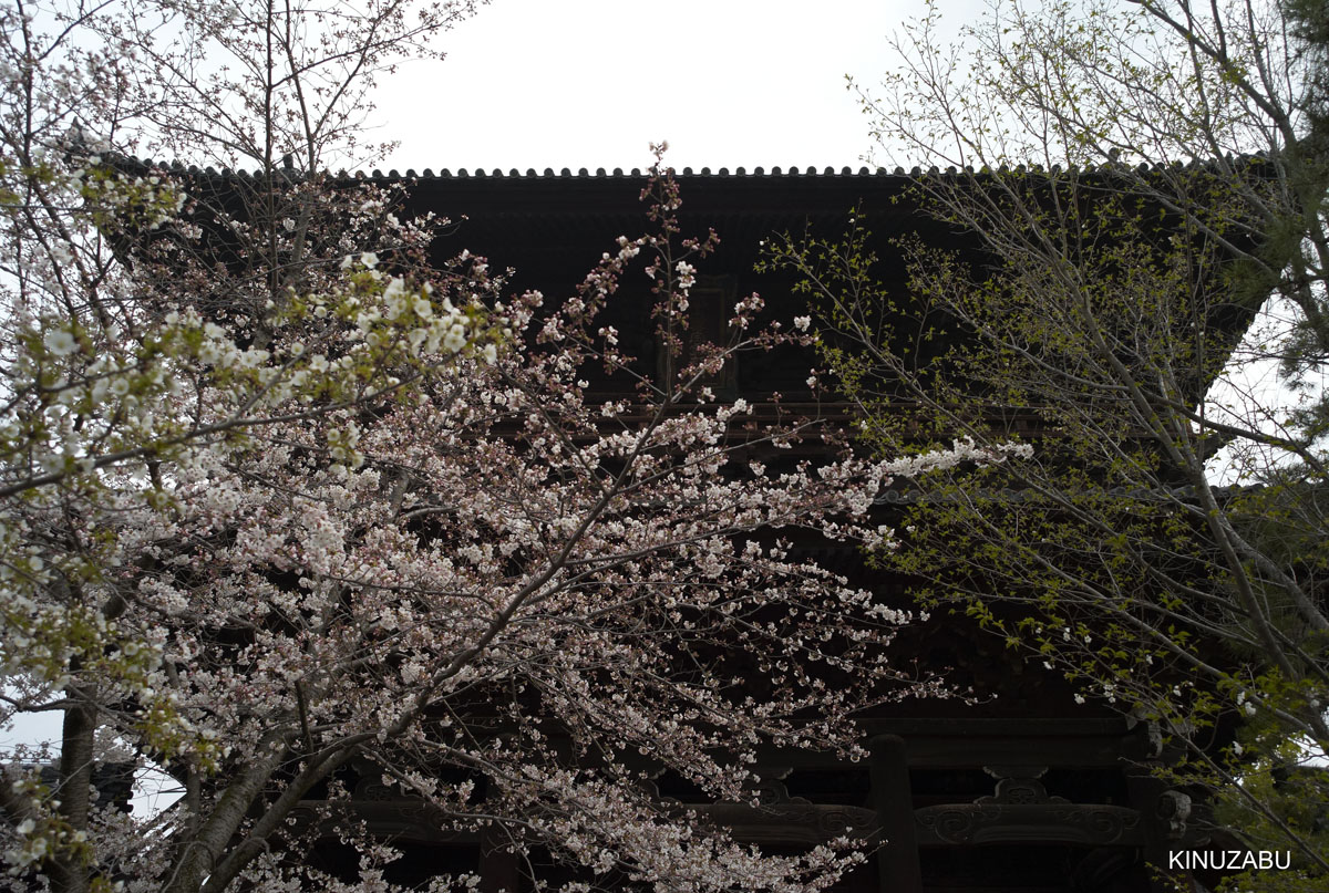 2009年京都インクライン-南禅寺-黒谷の桜