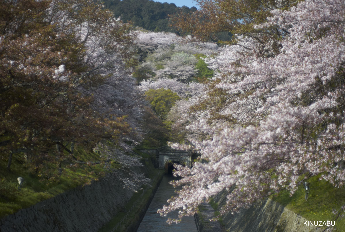 2009年大津琵琶湖疏水、三井寺の桜