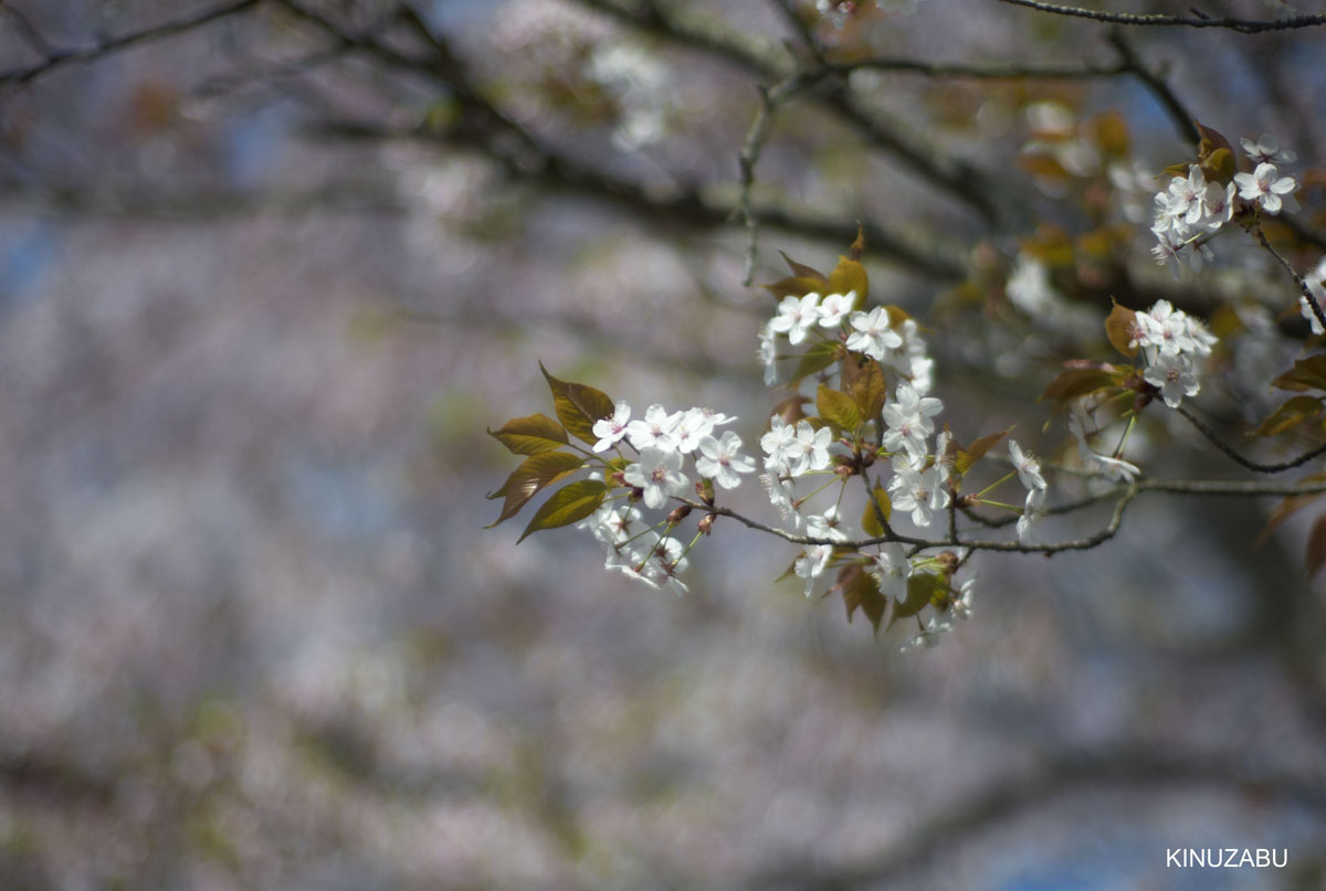 2009年大津琵琶湖疏水、三井寺の桜