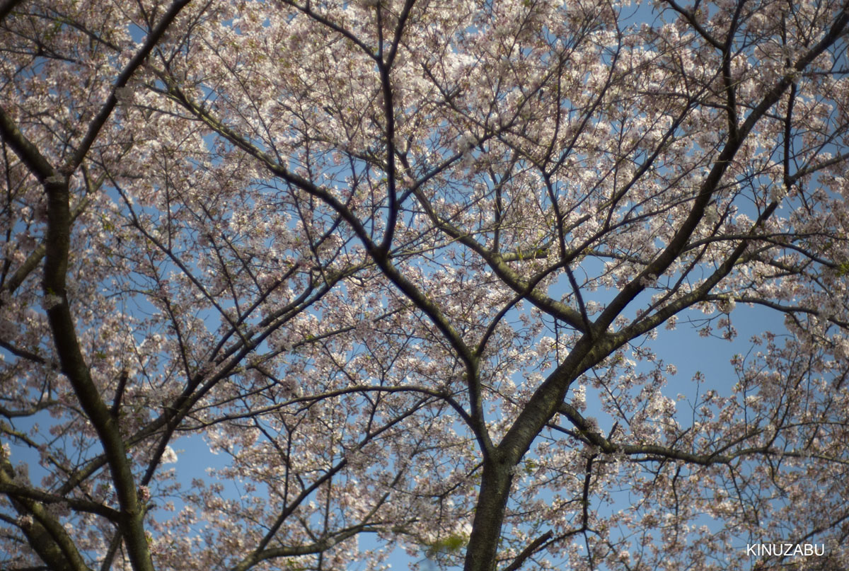 2009年大津琵琶湖疏水、三井寺の桜