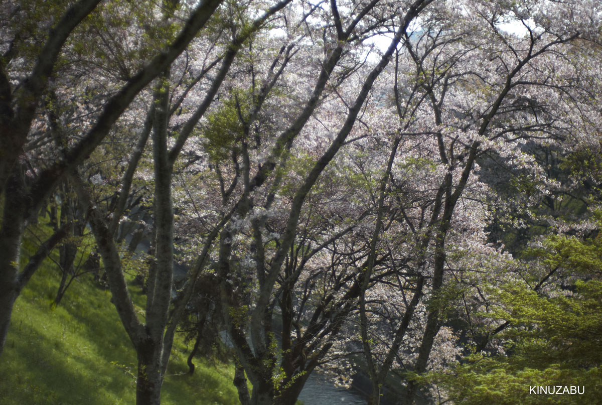 2009年大津琵琶湖疏水、三井寺の桜