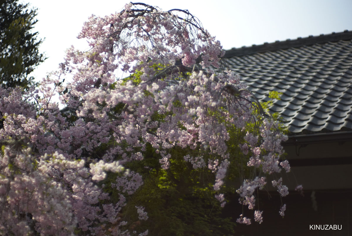 2009年大津琵琶湖疏水、三井寺の桜