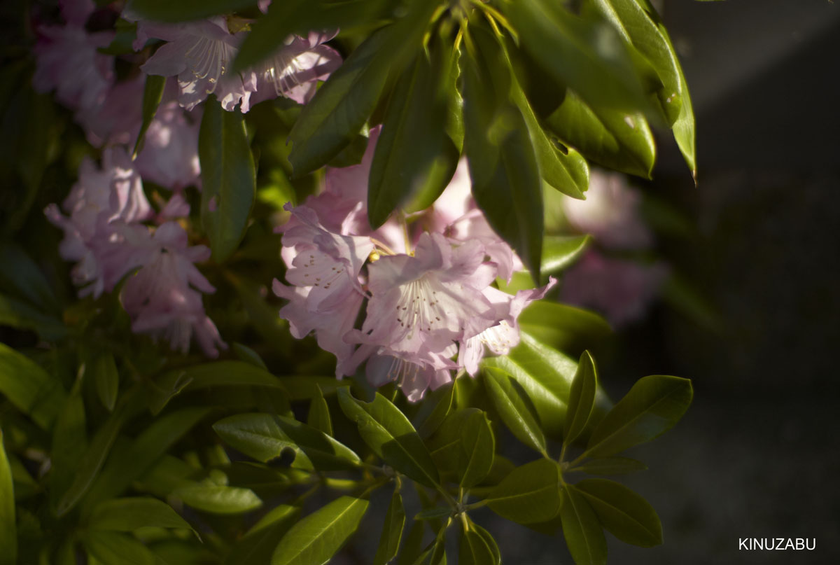 2009年大津琵琶湖疏水、三井寺の桜