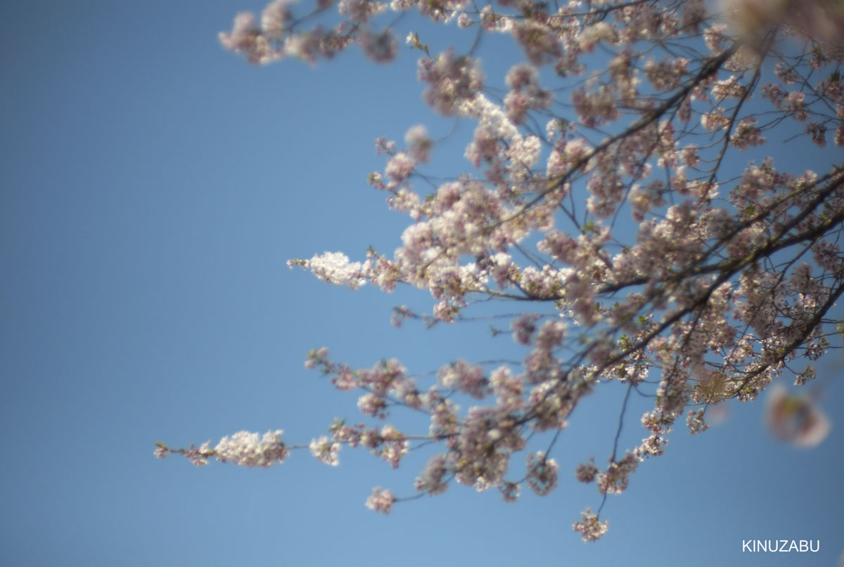 2009年大津琵琶湖疏水、三井寺の桜