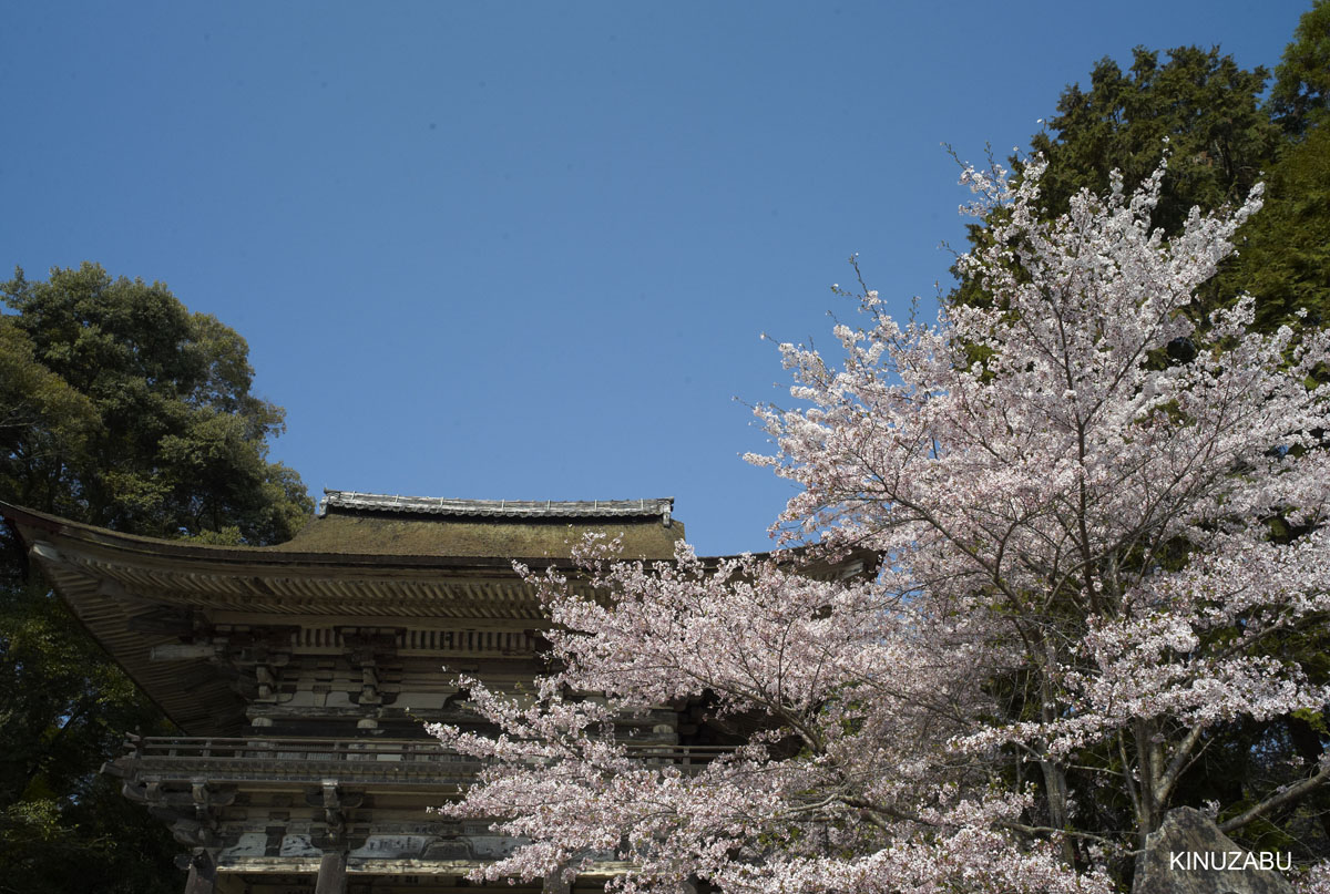 2009年大津琵琶湖疏水、三井寺の桜