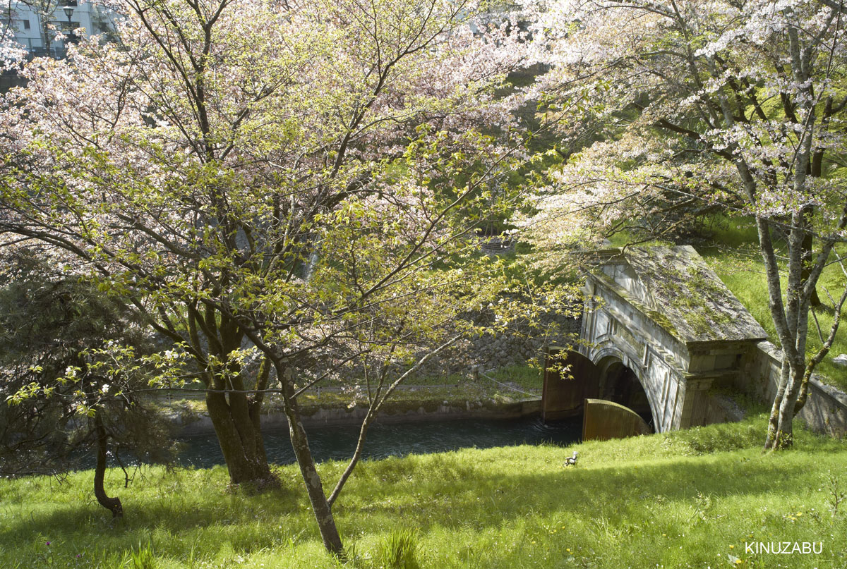 2009年大津琵琶湖疏水、三井寺の桜