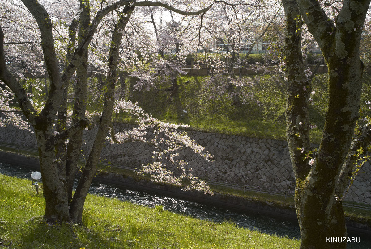 2009年大津琵琶湖疏水、三井寺の桜