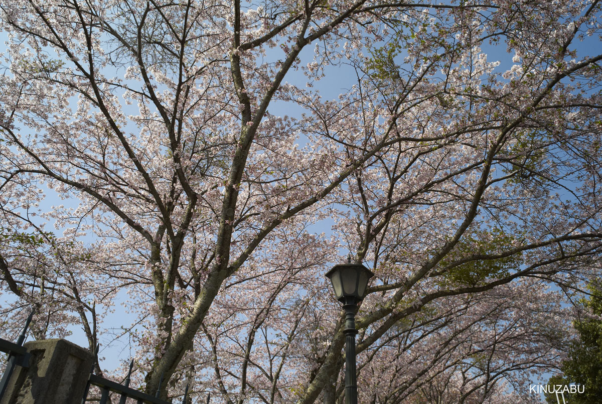 2009年大津琵琶湖疏水、三井寺の桜