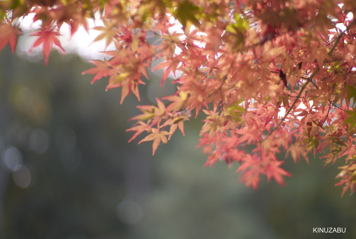 2009年京都御苑の紅葉