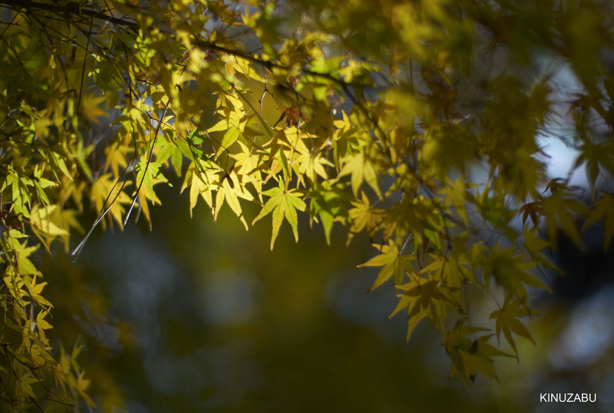 2009年京都御苑の紅葉