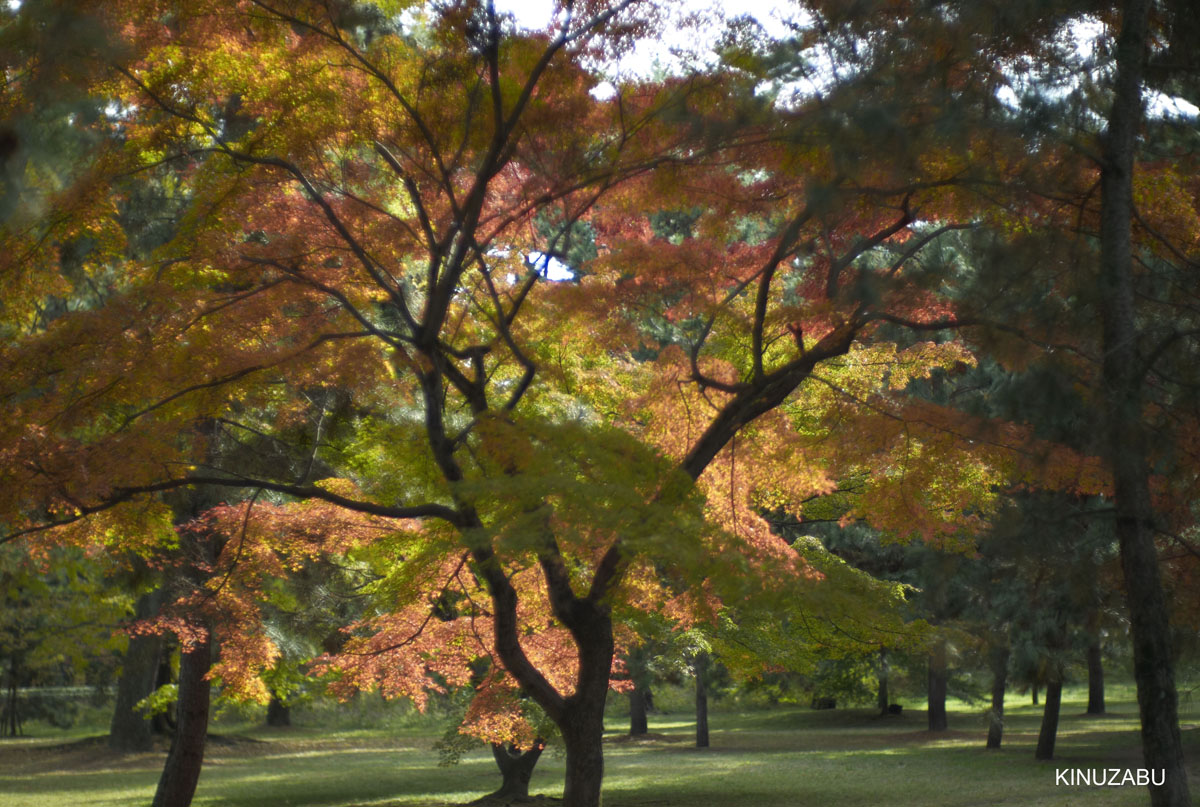 2009年京都御苑の紅葉