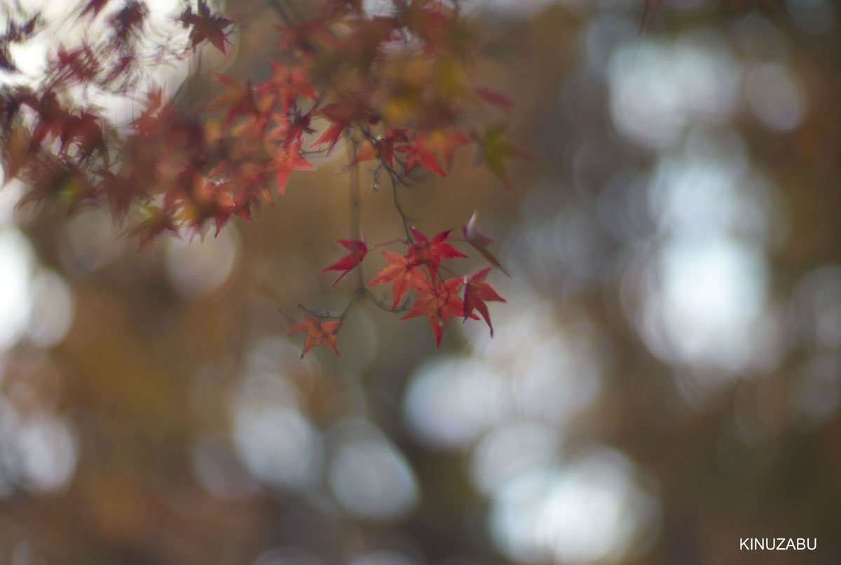 2009年京都御苑の紅葉