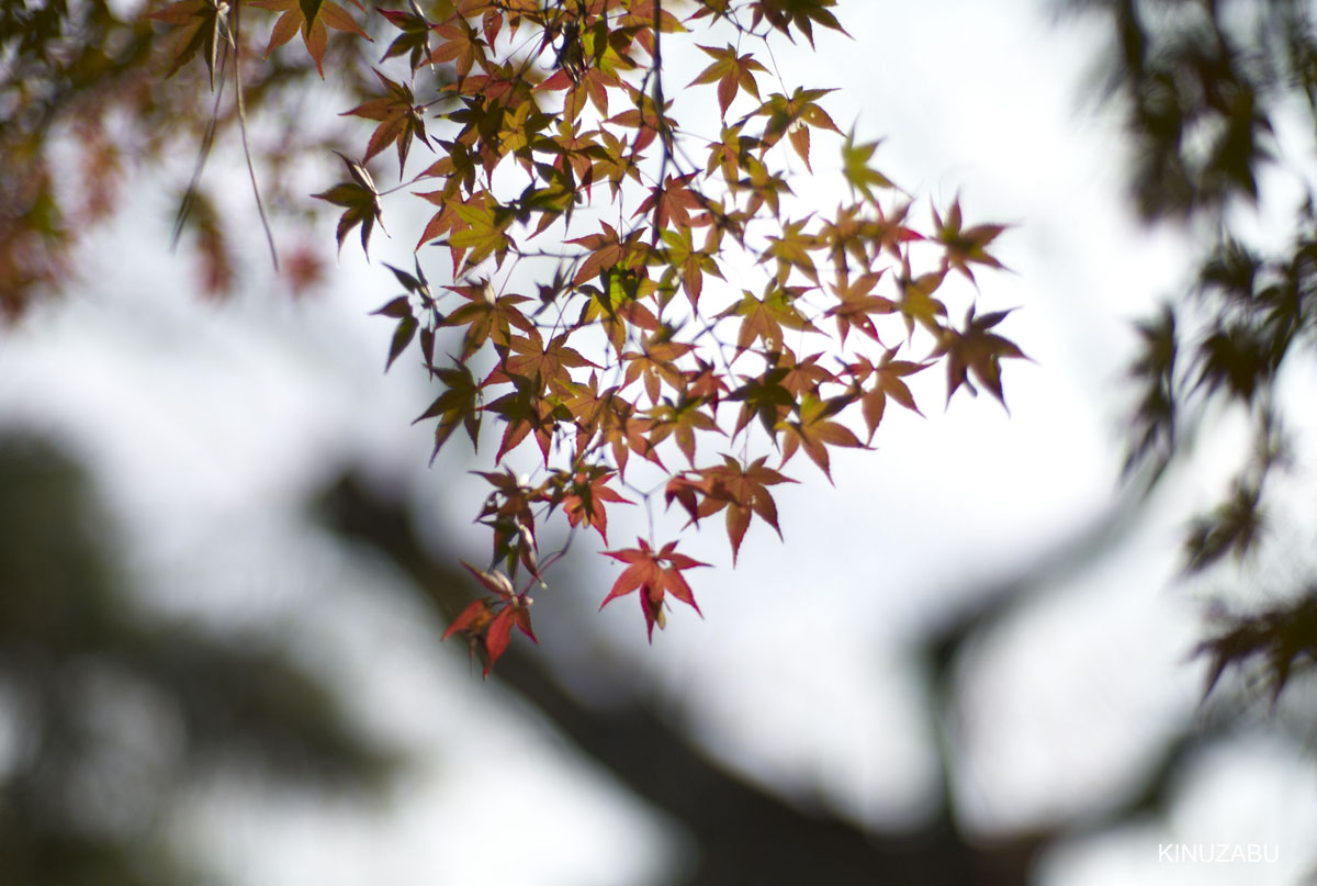 2009年京都御苑の紅葉