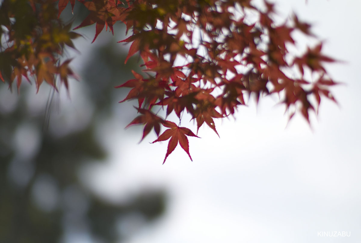 2009年京都御苑の紅葉