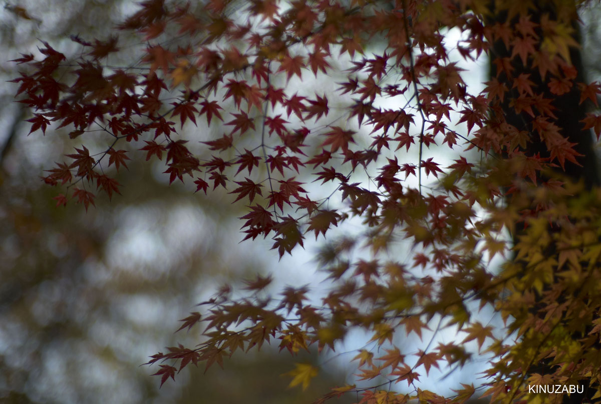 2009年京都御苑の紅葉