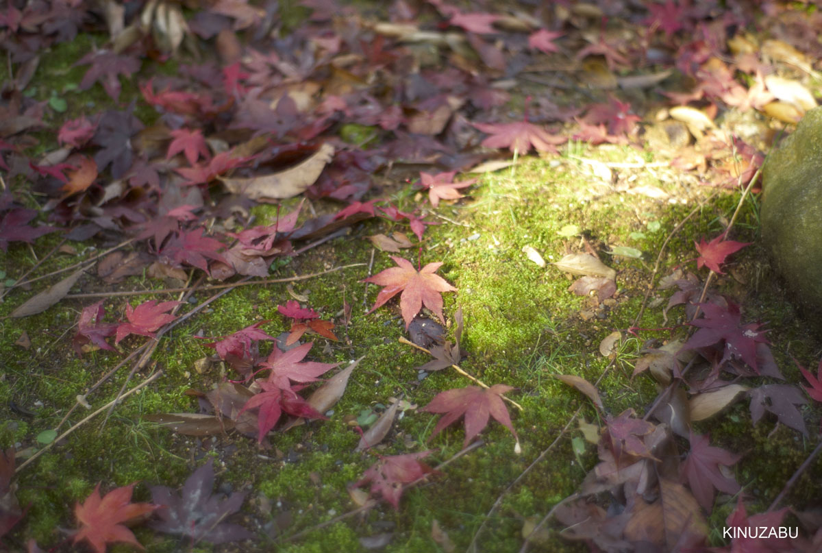 2009年三井寺の紅葉