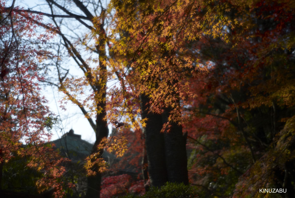 2009年三井寺の紅葉