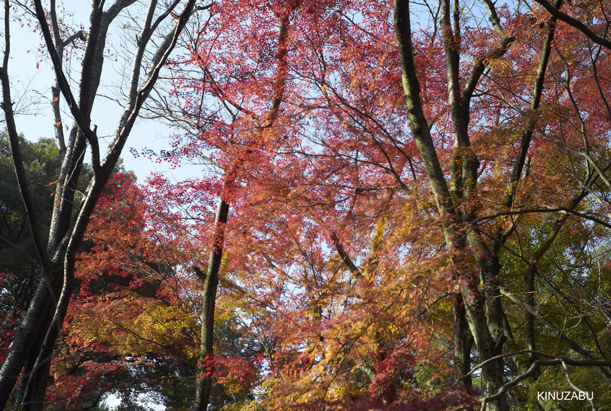 2009年三井寺の紅葉