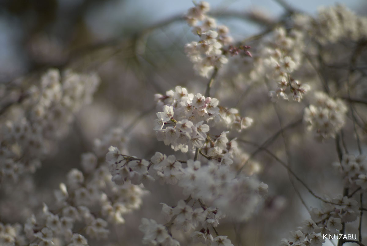 2010年京都御苑の早咲きの桜