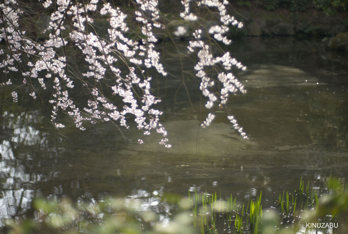 2010年京都御苑の早咲きの桜