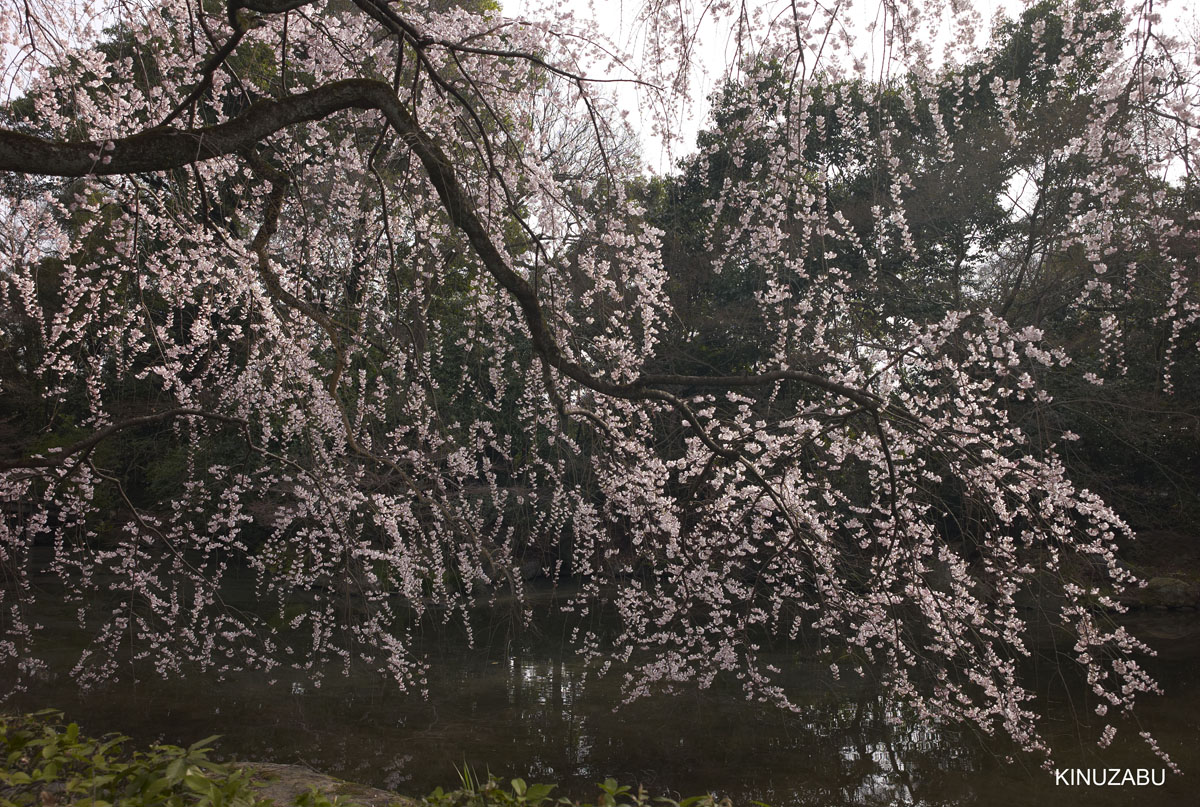 2010年京都御苑の早咲きの桜