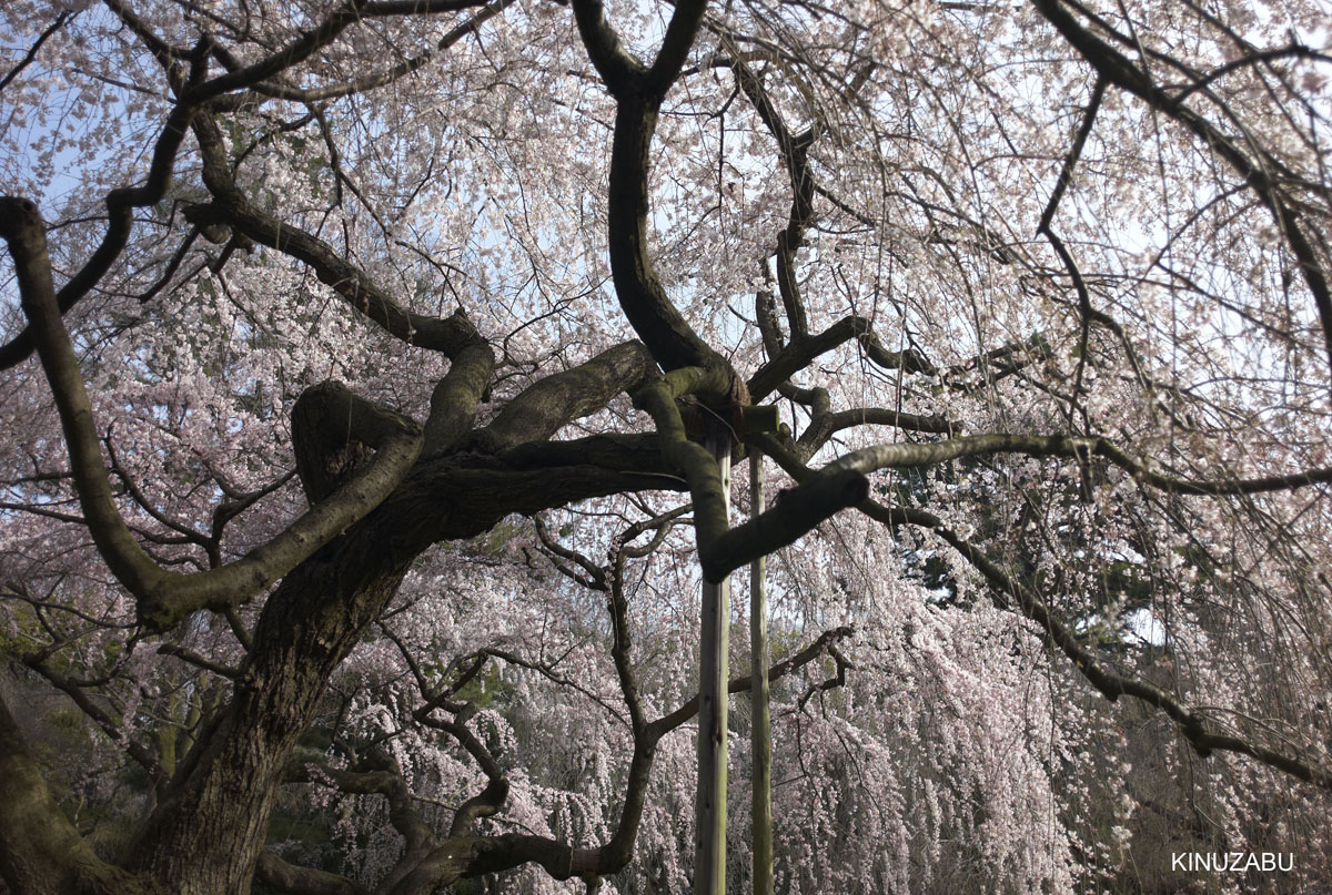 2010年京都御苑の早咲きの桜