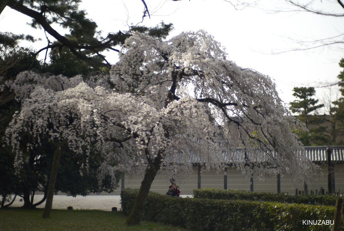 2010年京都御苑の早咲きの桜