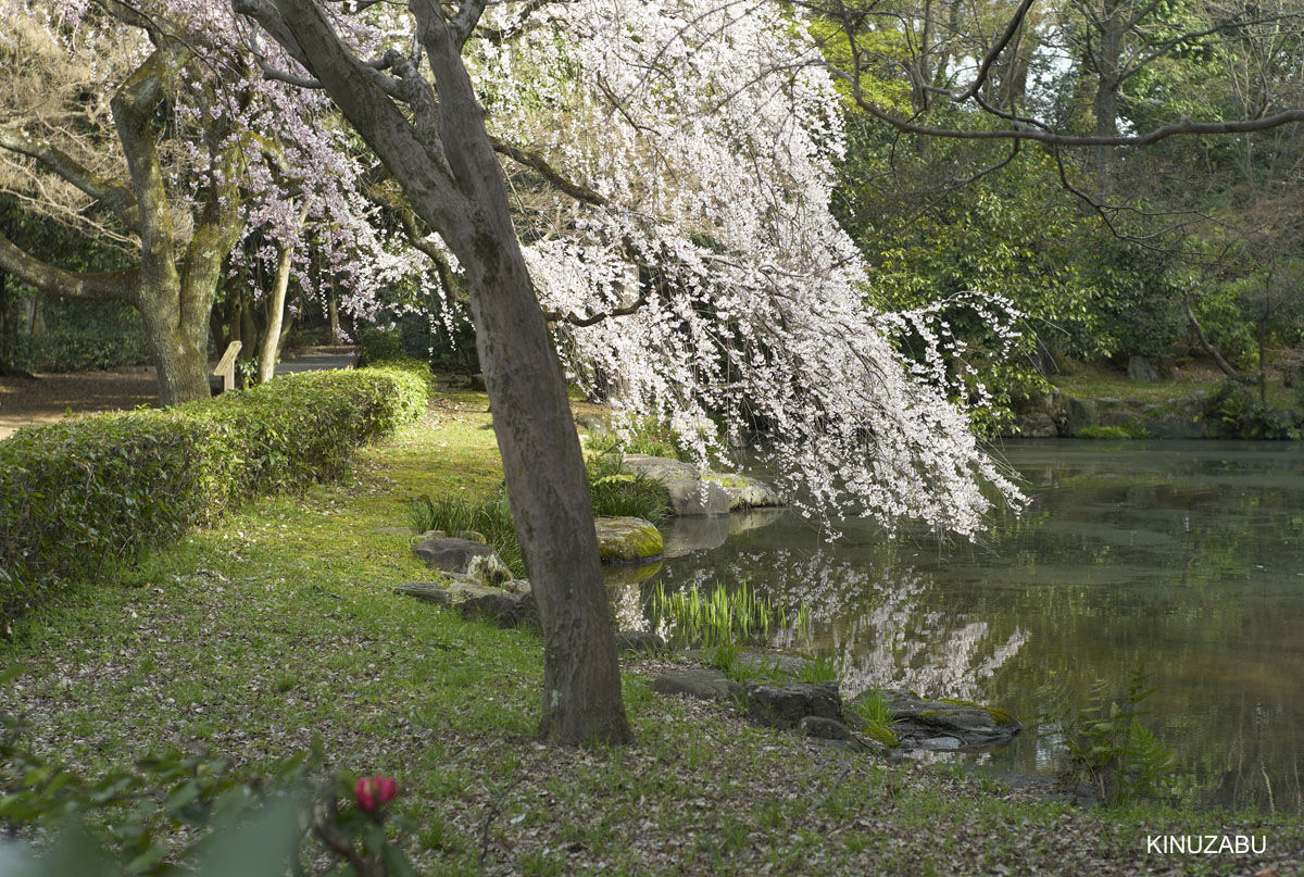 2010年京都御苑の早咲きの桜