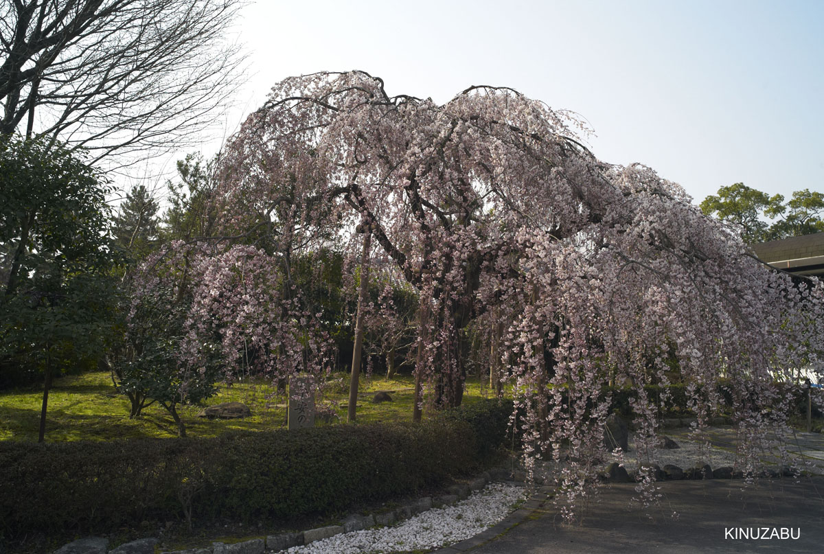 2010年京都御苑の早咲きの桜