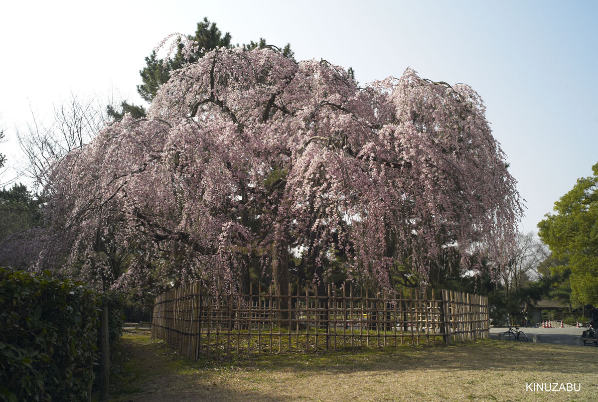 2010年京都御苑の早咲きの桜