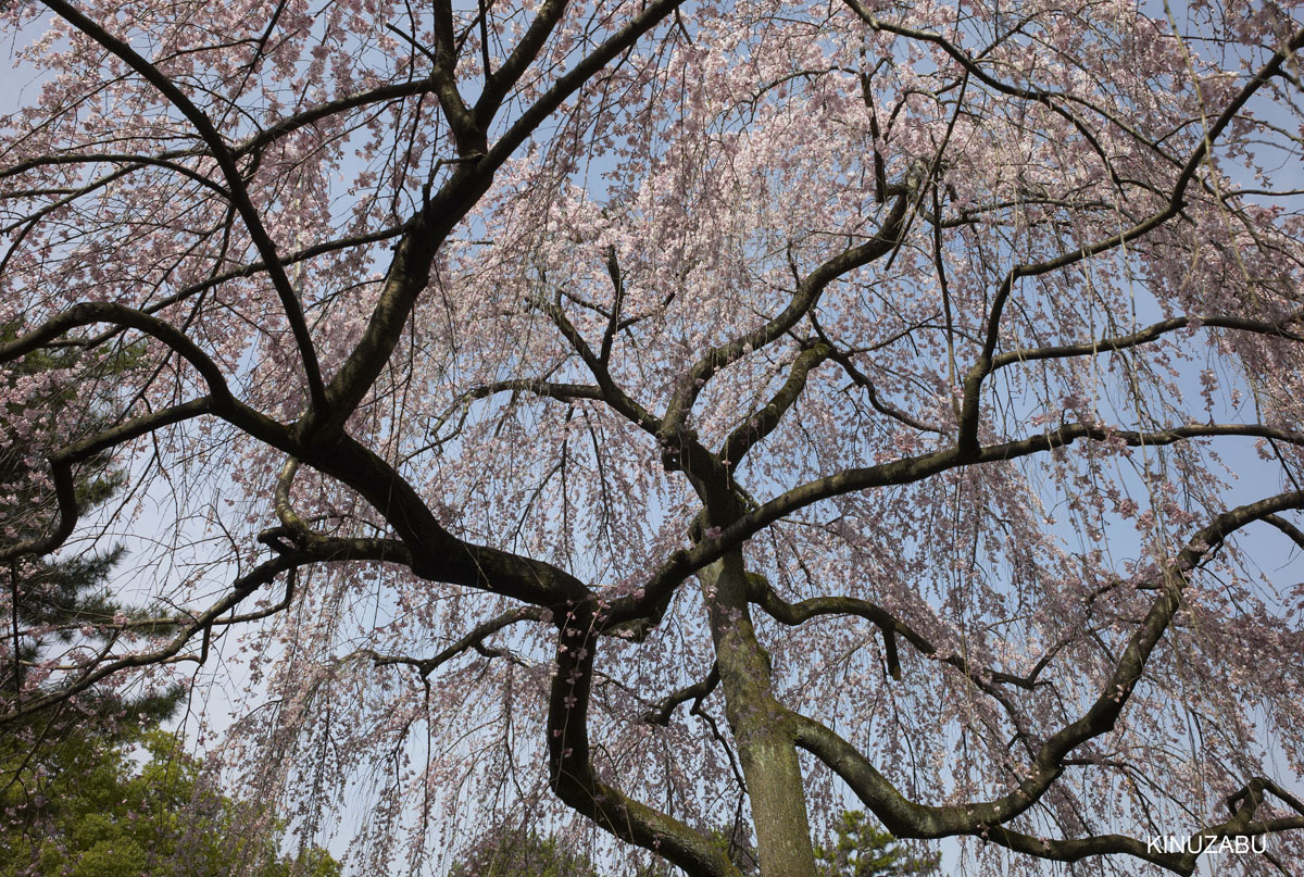 2010年京都御苑の早咲きの桜