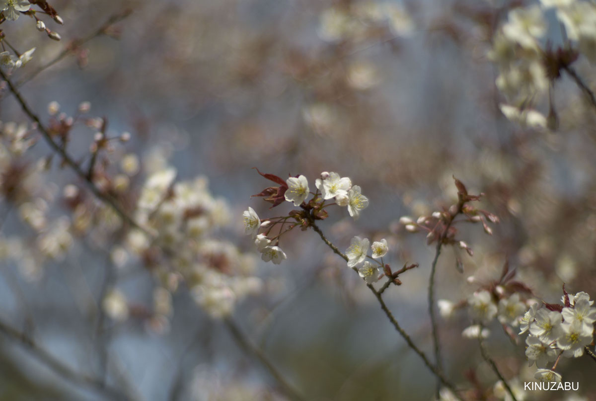 2010年京都御苑の早咲きの桜