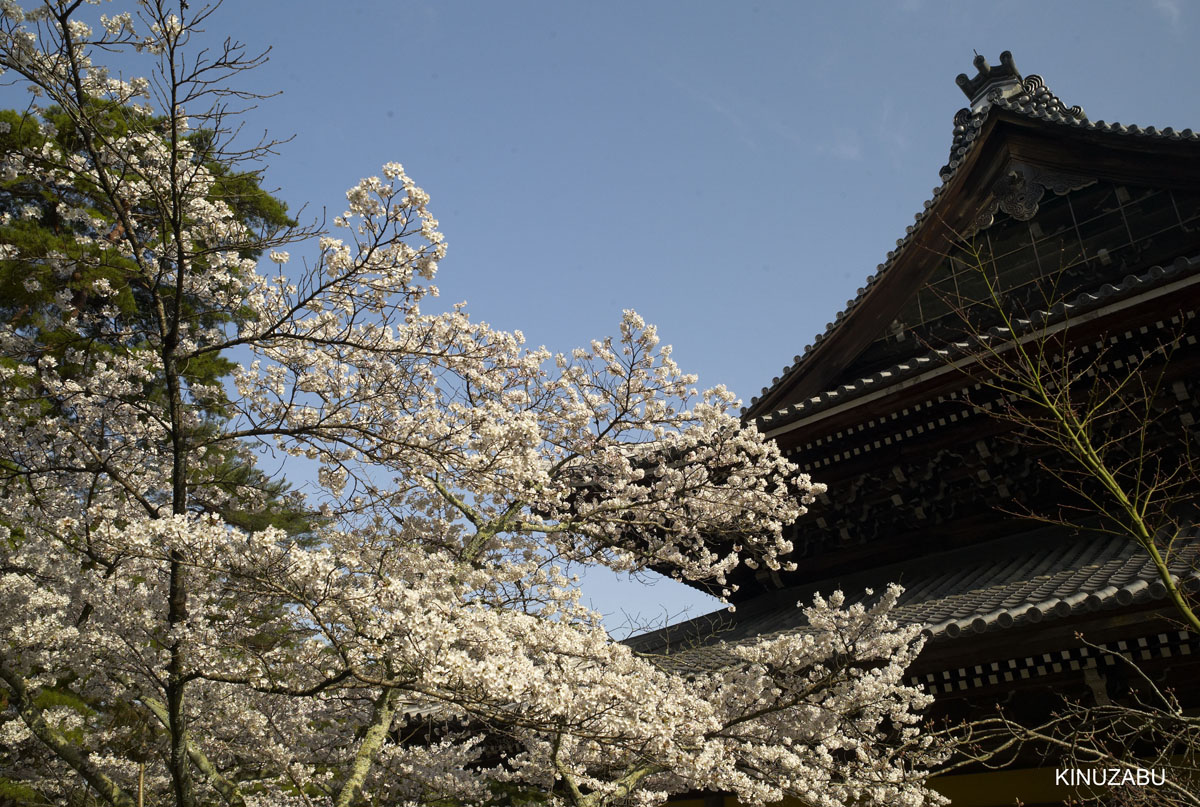 2010年京都の桜、インクライン-南禅寺-黒谷-岡崎