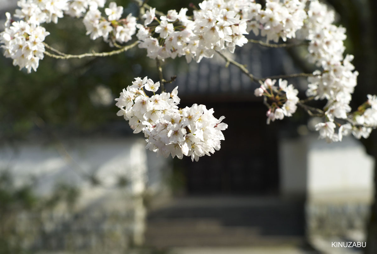 2010年京都の桜、インクライン-南禅寺-黒谷-岡崎