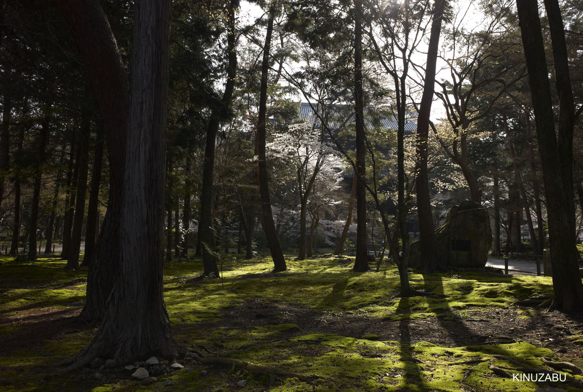 2010年京都の桜、インクライン-南禅寺-黒谷-岡崎