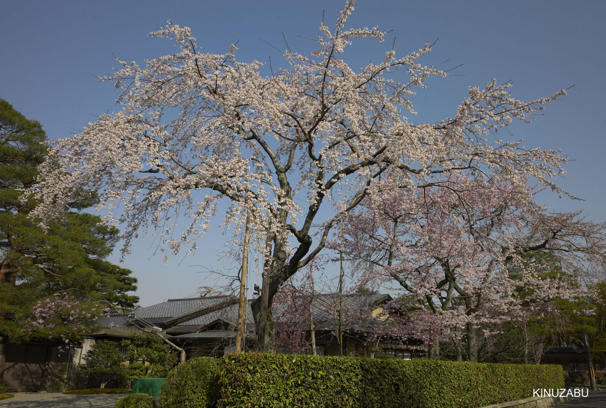 2010年京都の桜、インクライン-南禅寺-黒谷-岡崎