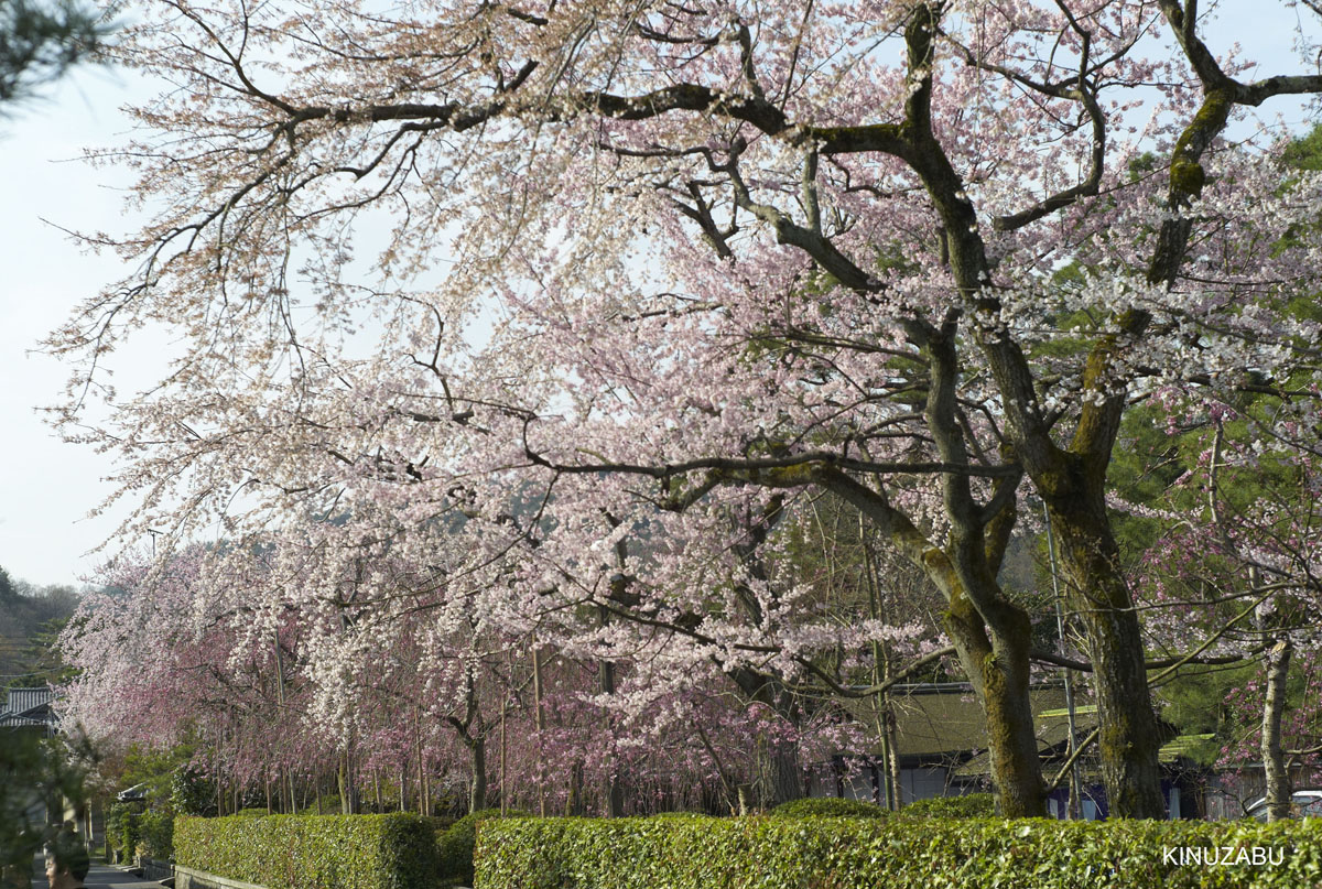 2010年京都の桜、インクライン-南禅寺-黒谷-岡崎