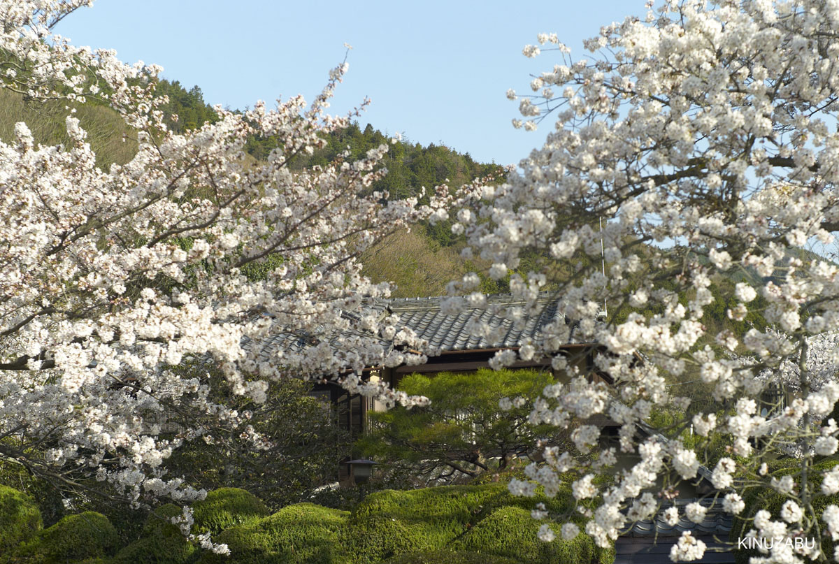 2010年山科疎水の桜