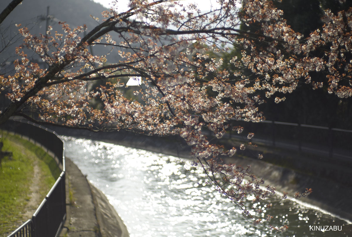 2010年山科疎水の桜