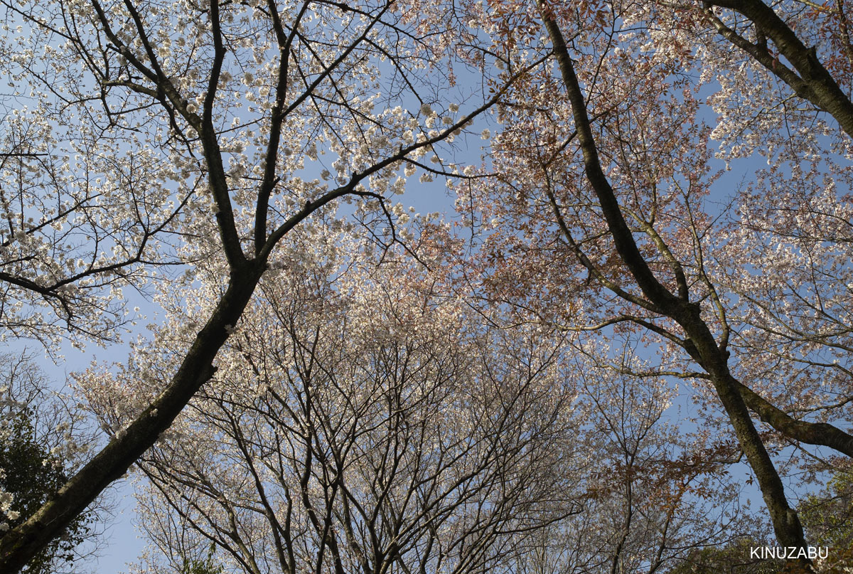 2010年山科疎水の桜