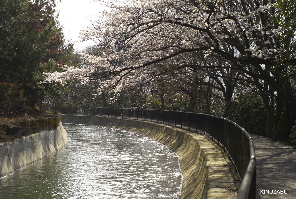 2010年山科疎水の桜