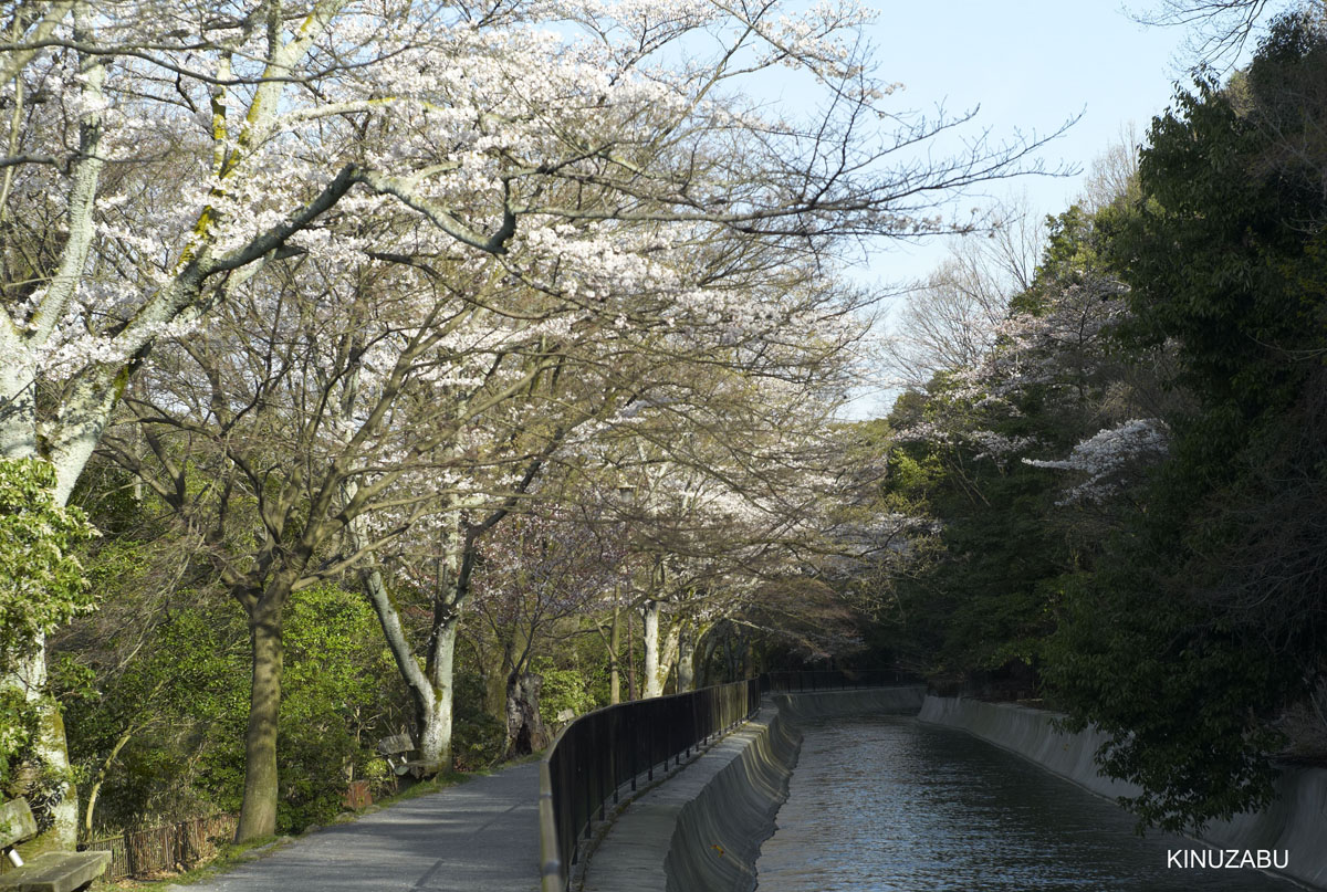 2010年山科疎水の桜