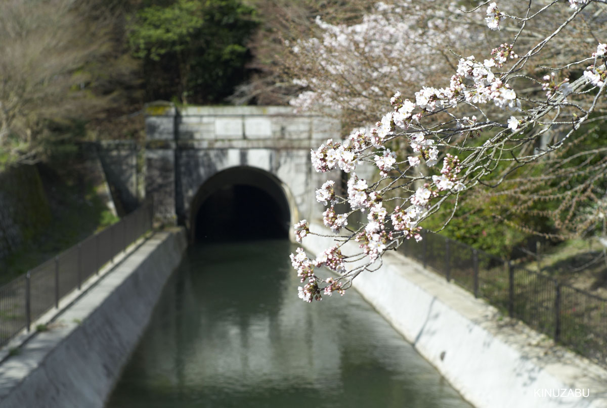 2010年山科疎水の桜