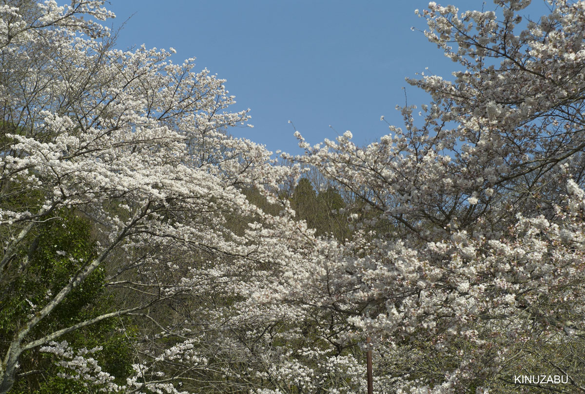 2010年山科疎水の桜