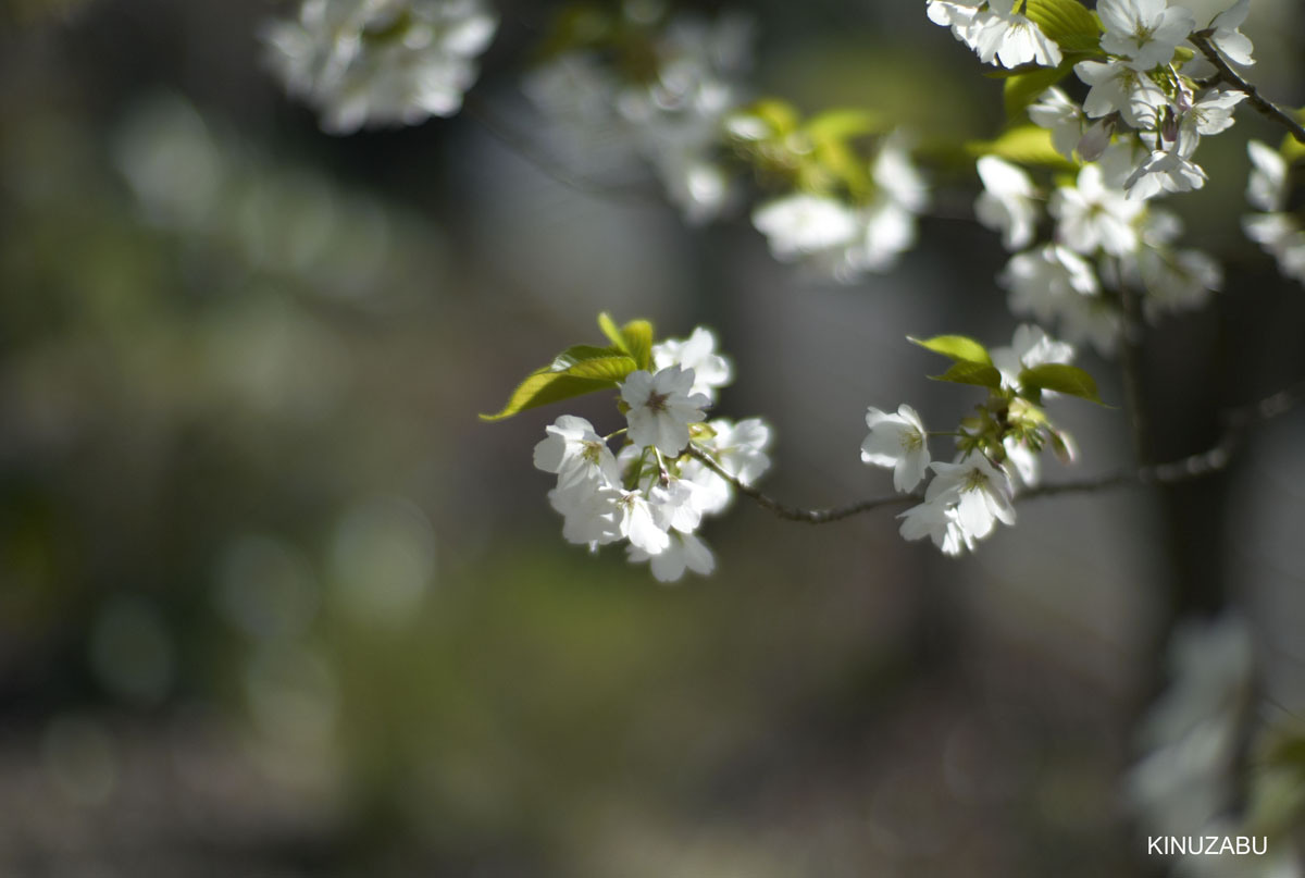 2010年山科疎水の桜