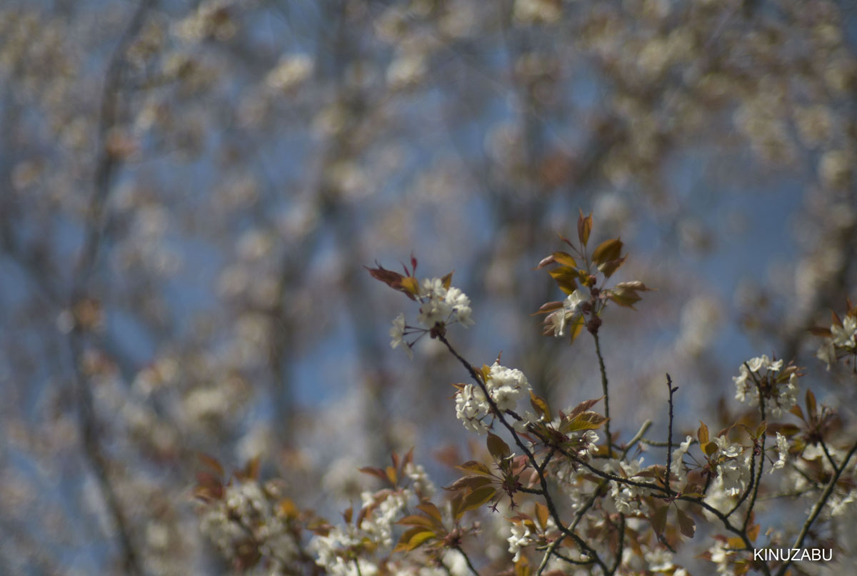 2010年山科疎水の桜