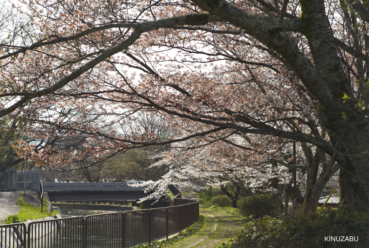 2010年山科疎水の桜